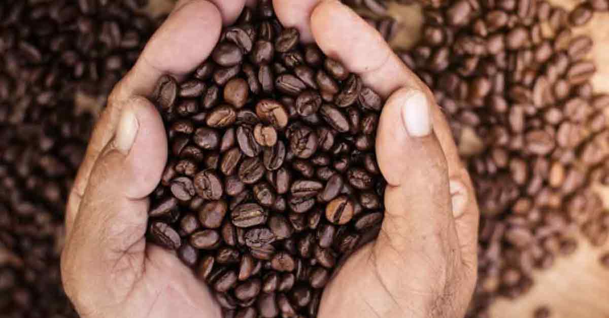 Hands holding freshly roasted coffee beans